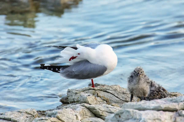 Red Billed Gull Small Chicks Kaikoura Peninsula South Island New — Stock Photo, Image