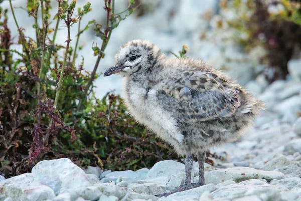 Pintainho Gaivota Bico Vermelho Sobre Rochas Península Kaikoura Ilha Sul — Fotografia de Stock