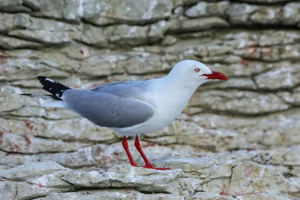 Gaivota Bico Vermelho Costa Península Kaikoura Ilha Sul Nova Zelândia — Fotografia de Stock