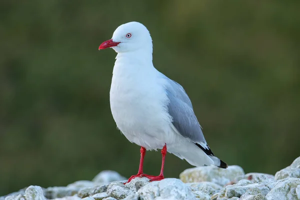 Vöröscsőrű Sirály Part Kaikoura Félsziget South Island Zéland Madár Honos — Stock Fotó