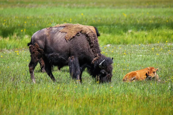 Bisonte Fêmea Pastando Com Bezerro Deitado Lado Dela Parque Nacional — Fotografia de Stock