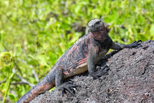 厄瓜多尔加拉帕戈斯国家公园西班牙岛上的海洋鬣蜥 Amblyrhynchus 西班牙岛海洋鬣蜥背上有红色斑纹 — 图库照片