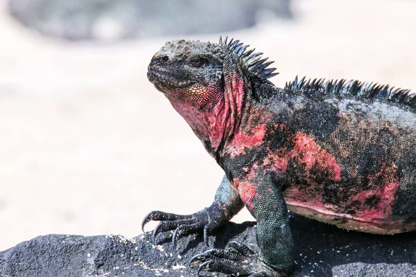 Vista Cercana Iguana Marina Amblyrhynchus Cristatus Isla Española Parque Nacional — Foto de Stock