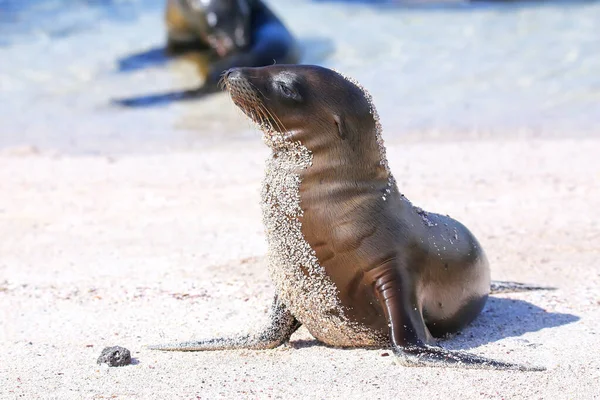 Young Galapagos Sea Lion Beach Espanola Island Galapagos National Park — Stock Photo, Image