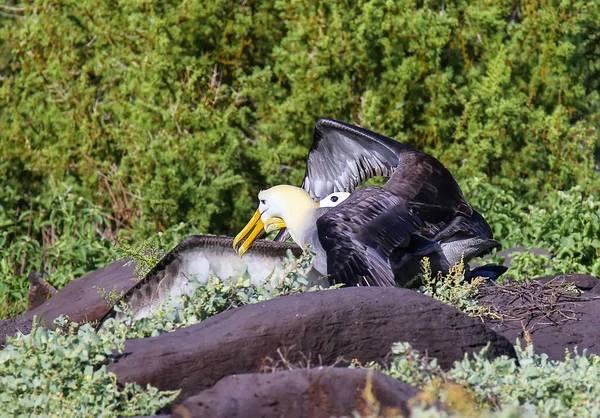 Hullámzó Albatroszok Udvarlási Rituálét Tartanak Espanola Szigeten Galapagos Nemzeti Parkban — Stock Fotó