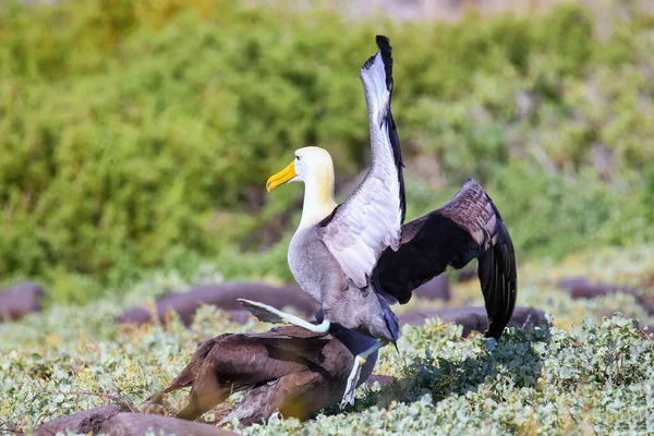 Albatros Ondeados Haciendo Ritual Cortejo Isla Española Parque Nacional Galápagos — Foto de Stock