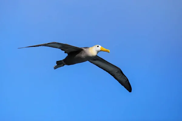 Albatroz Ondulado Phoebastria Irrorata Voo Ilha Espanola Parque Nacional Galápagos — Fotografia de Stock