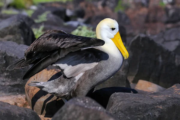 Albatros Ondeados Extendiendo Sus Alas Isla Española Parque Nacional Galápagos — Foto de Stock
