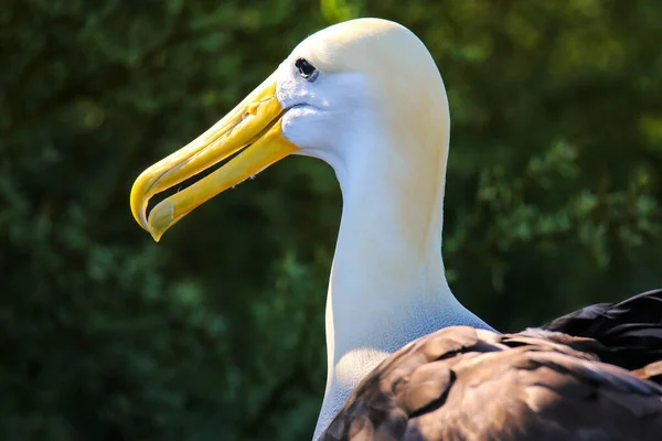 Retrato Del Albatros Ondulado Phoebastria Irrorata Isla Española Parque Nacional — Foto de Stock