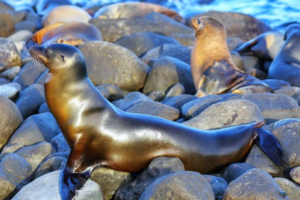 Galapagos sea lion resting on rocks at Suarez Point, Espanola Island, Galapagos National park, Ecuador. These sea lions exclusively breed in the Galapagos.