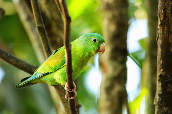 Orange Chinned Parakeet Brotogeris Jugularis Sitting Tree Costa Rica — Stock Photo, Image
