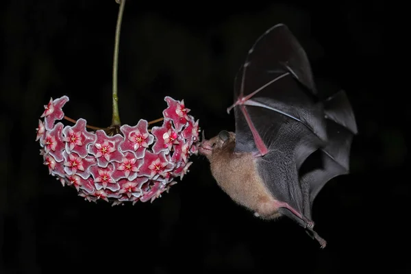 Orange Nectar Bat Lonchophylla Robusta Feeding Flower Costa Rica — Stock Photo, Image