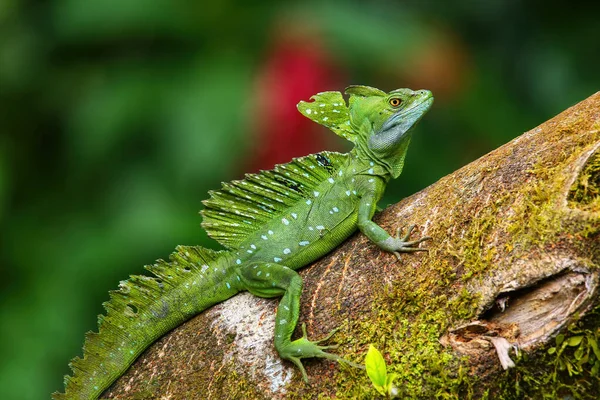 Mężczyzna Śliwki Bazyliszek Basiliscus Plumifrons Siedzi Pniu Kostaryka — Zdjęcie stockowe