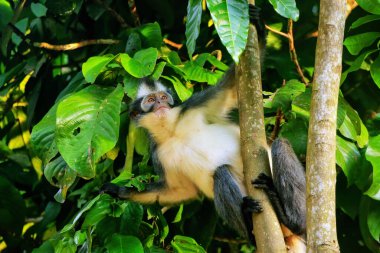 Thomas yaprağı maymunu (Presbytis thomasi) Gunung Leuser Ulusal Parkı, Bukit Lawang, Sumatra, Endonezya 'da bir ağaçta oturuyor. Kuzey Sumatra 'ya özgüdür.