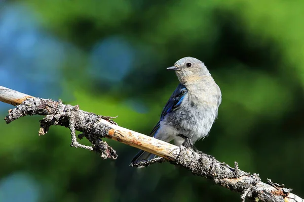 Pájaro Azul Montaña Hembra Sialia Currucoides Sentado Palo — Foto de Stock