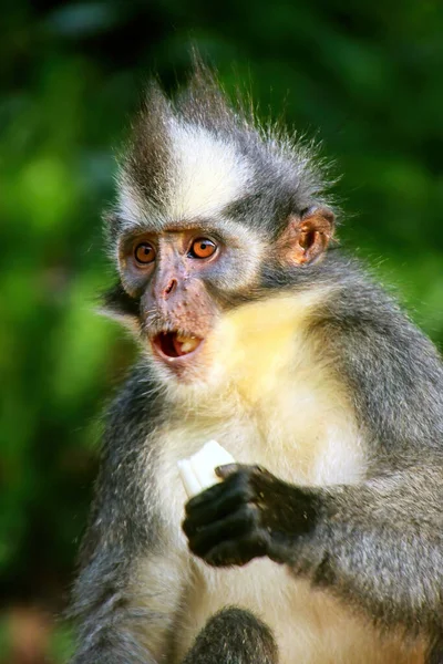 Thomas Leaf Monkey Presbytis Thomasi Eating Banana Gunung Leuser National — Stock Photo, Image