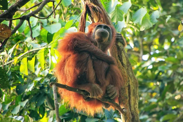 Orangután Femenino Sumatra Con Bebé Sentado Árbol Parque Nacional Gunung — Foto de Stock