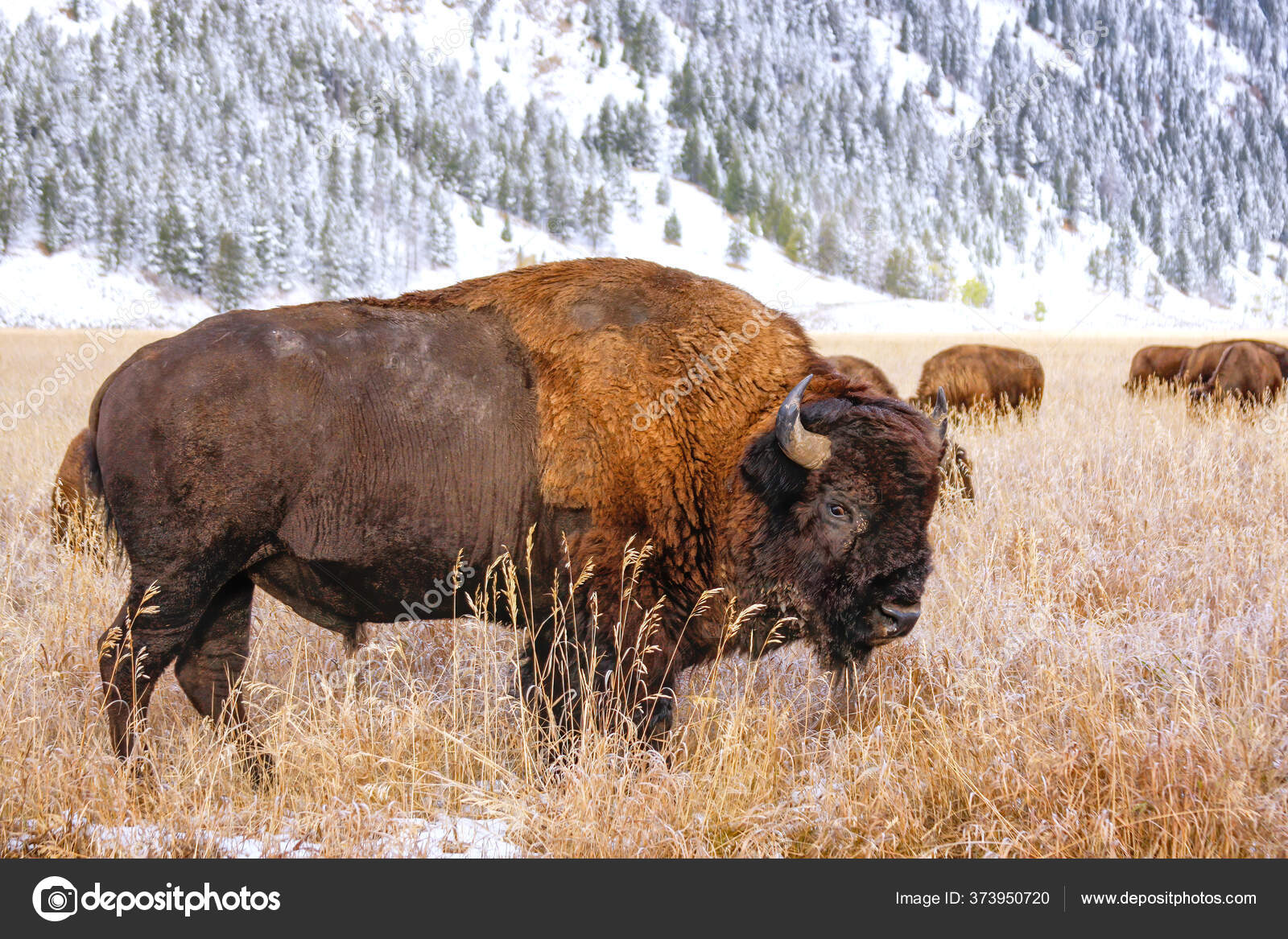 Male Bison Standing Field Fall Grand Teton National Park Wyoming Stock Photo By C Donyanedomam