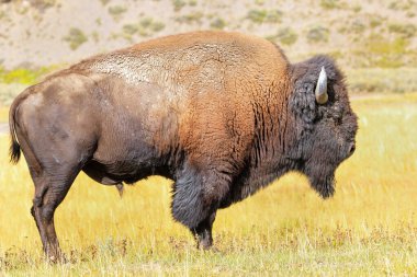 Yellowstone Ulusal Parkı, Wyoming, ABD 'de duran erkek bizon.