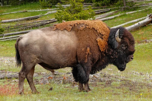 Männliche Bisons Stehen Yellowstone National Park Wyoming Usa — Stockfoto