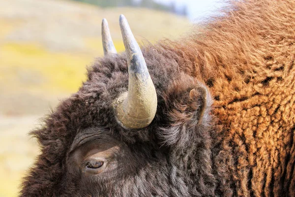 Close View Bison Head Yellowstone National Park Wyoming Usa — стоковое фото