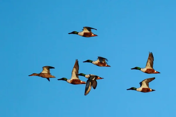 Flock Northern Shovelers Spatula Clypeata Flying Blue Sky Colorado — Stock Photo, Image