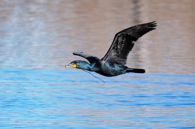 Çift tepeli karabatak (Phalacrocorax auritus) suyun üzerinde alçaktan uçar, Colorado