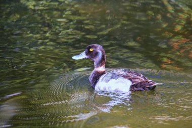 Yellowstone Ulusal Parkı, Wyoming 'de yüzen Küçük Erkek Scaup (Aythya affinis)