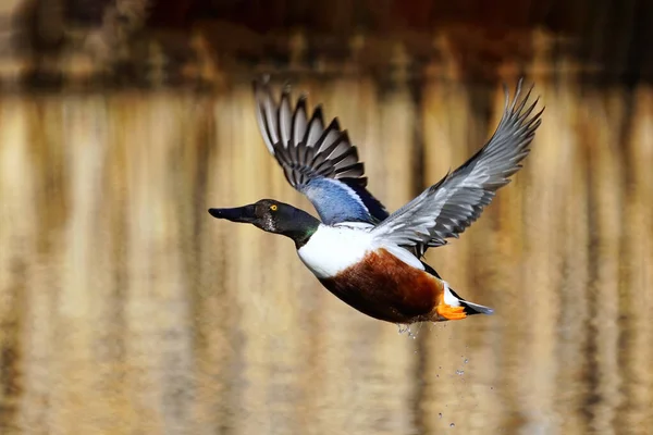 Male Northern Shoveler Spatula Clypeata Flight Colorado — Stock Photo, Image