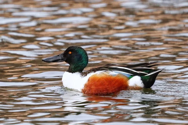 Male Northern Shoveler Spatula Clypeata Swimming Lake Colorado — Stock Photo, Image