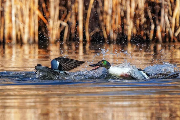 Northern Shovelers Spatula Clypeata Fighting Colorado — Stock Photo, Image