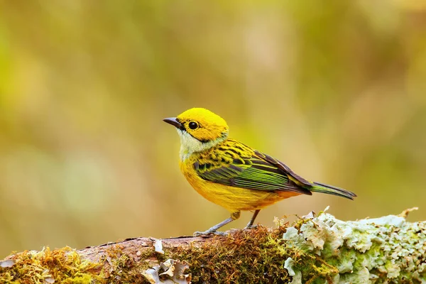 Silverhalsad Tanager Tangara Icterocephala Sittande Gren Costa Rica — Stockfoto