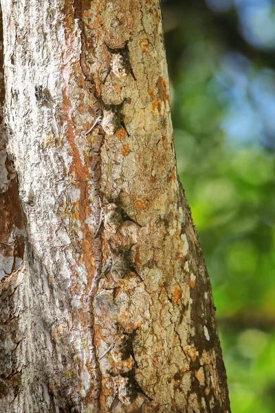 Kolonie Proboscis Netopýrů Rhynchonycteris Naso Stromě — Stock fotografie