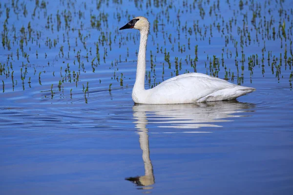 Trumpeter Swan Cygnus Buccinator Yellowstone National Park Wyoming Usa — стоковое фото