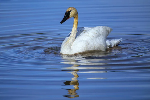 Trumpeter Swan Cygnus Buccinator Yellowstone National Park Wyoming Usa — Stock Photo, Image