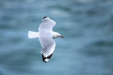 Taiaroa Head'de uçan kırmızı gagalı martı, Otago Yarımadası, Yeni Zelanda. Yeni Zelanda'ya endemiktir..