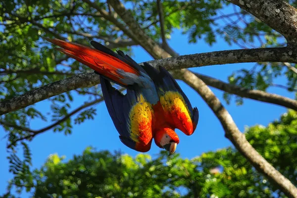 Scarlet Macaw Ara Macao Tree Costa Rica — Stock Photo, Image