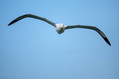 Kuzey Kraliyet Albatross uçuş, Taiaroa Başkanı, Otago Yarımadası, Yeni Zelanda. Taiaroa Head 'deki Albatross kolonisi, ikamet edilen bir anakara üzerindeki tek koloni.