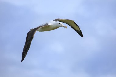 Kuzey Kraliyet Albatross uçuş, Taiaroa Başkanı, Otago Yarımadası, Yeni Zelanda. Taiaroa Head 'deki Albatross kolonisi, ikamet edilen bir anakara üzerindeki tek koloni.