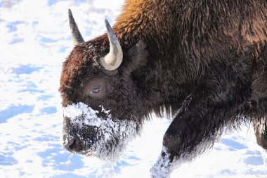 Bizon Yellowstone Ulusal Parkı 'nda karda yürüyor, Wyoming, ABD