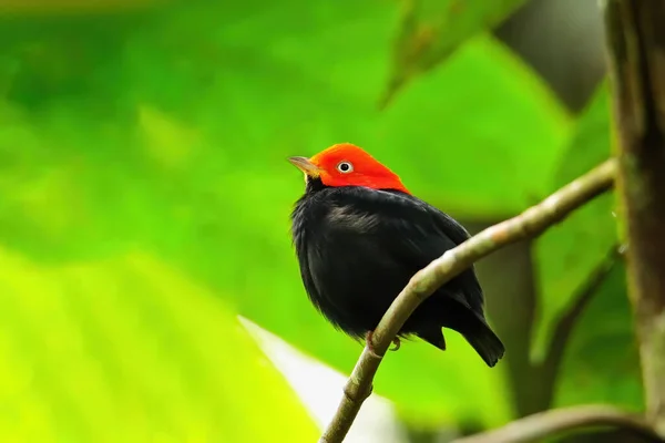 Manakin Červenou Čepicí Ceratopipra Mentalis Sedící Větvi Kostarika — Stock fotografie