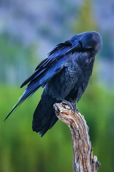 Cuervo Común Corvus Corax Plumas Cebado Parque Nacional Yellowstone Wyoming — Foto de Stock