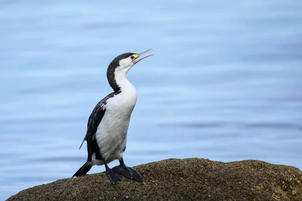 Pequeño Cormorán Espiado Microcarbo Melanoleucos Sentado Una Roca Parque Nacional — Foto de Stock