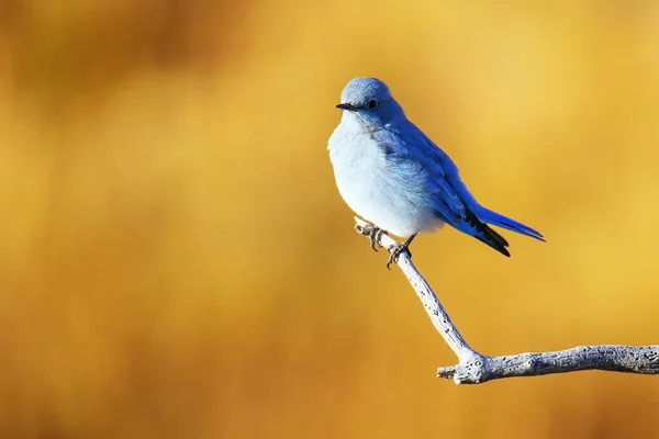 Mężczyzna Góra Bluebird Sialia Currucoides Siedzi Patyku — Zdjęcie stockowe