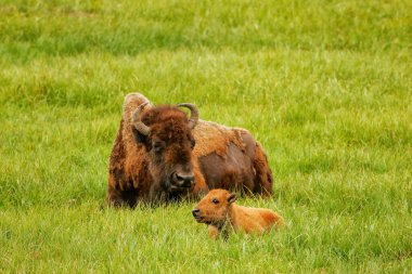 Yellowstone Ulusal Parkı, Wyoming, ABD 'de yeşil bir tarlada yatan buzağılı dişi bizon.