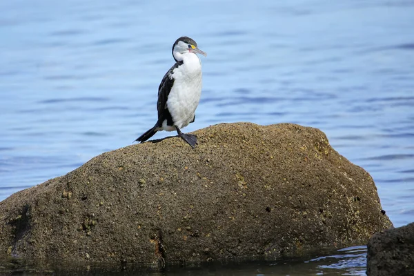 Pequeño Cormorán Espiado Microcarbo Melanoleucos Sentado Una Roca Parque Nacional — Foto de Stock