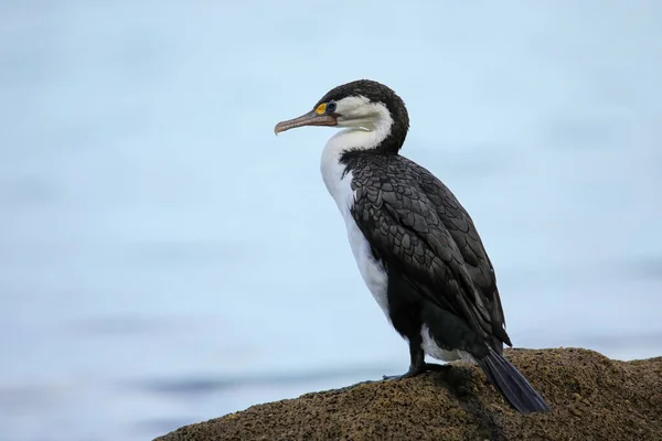 Pequeño Cormorán Espiado Microcarbo Melanoleucos Sentado Una Roca Parque Nacional — Foto de Stock