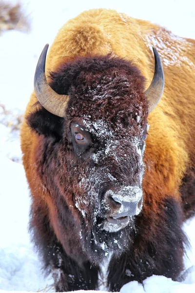 Portrait Male Bison Snow Its Head Winter Yellowstone National Park — Stock Photo, Image