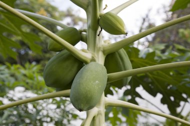 Kavun hala yeşil bitki yetiştirme