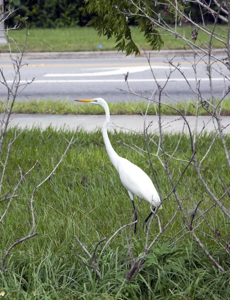 Grande branco Egret ou garça — Fotografia de Stock